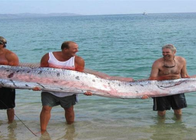 fish